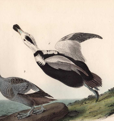 Original First Edition Audubon Octavo Print, plate 400 Pied Duck, detail