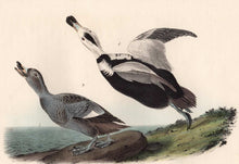 Load image into Gallery viewer, Original First Edition Audubon Octavo Print, plate 400 Pied Duck, detail