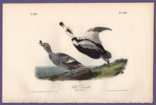 Load image into Gallery viewer, Original First Edition Audubon Octavo Print, plate 400 Pied Duck, full sheet