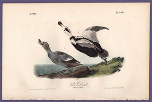 Original First Edition Audubon Octavo Print, plate 400 Pied Duck, full sheet