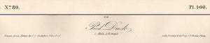 Original First Edition Audubon Octavo Print, plate 400 Pied Duck, text areas