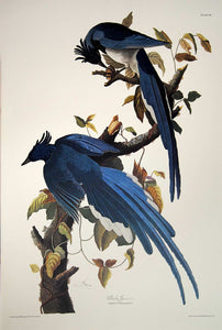 Audubon Princeton Print for sale Pl 96 Columbia Magpie or Jay, full sheet view