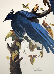 Audubon Princeton Print for sale Pl 96 Columbia Magpie or Jay, detail