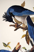 Load image into Gallery viewer, Audubon Princeton Print for sale Pl 96 Columbia Magpie or Jay, detail