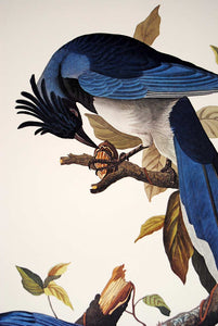 Audubon Princeton Print for sale Pl 96 Columbia Magpie or Jay, detail