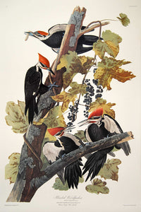 Plate 111 Pileated Woodpecker Audubon Princeton Edition Print