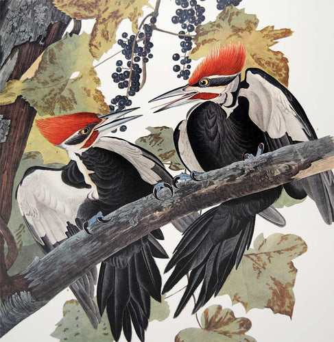 Plate 111 Pileated Woodpecker Audubon Princeton Edition Print