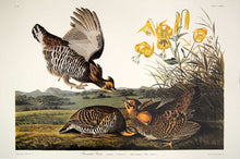 Load image into Gallery viewer, Audubon Princeton Print for sale Plate 186 Pinnated Grous, full sheet view
