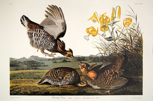 Audubon Princeton Print for sale Plate 186 Pinnated Grous, full sheet view