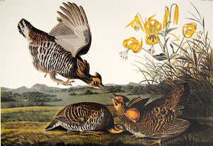 Audubon Princeton Print for sale Plate 186 Pinnated Grous, closer view