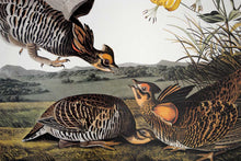 Load image into Gallery viewer, Audubon Princeton Print for sale Plate 186 Pinnated Grous, detail