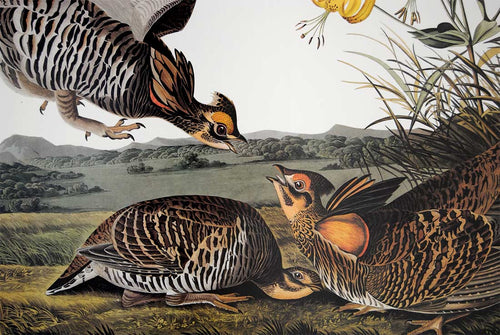 Audubon Princeton Print for sale Plate 186 Pinnated Grous, detail