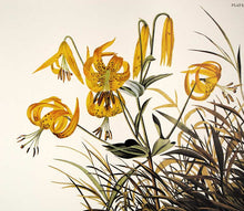 Load image into Gallery viewer, Audubon Princeton Print for sale Plate 186 Pinnated Grous, detail