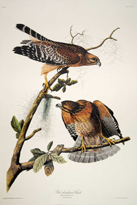 Audubon Princeton Print for sale Pl 56 Red Shouldered Hawk, full sheet view