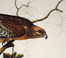 Load image into Gallery viewer, Audubon Princeton Print for sale Pl 56 Red Shouldered Hawk, detail