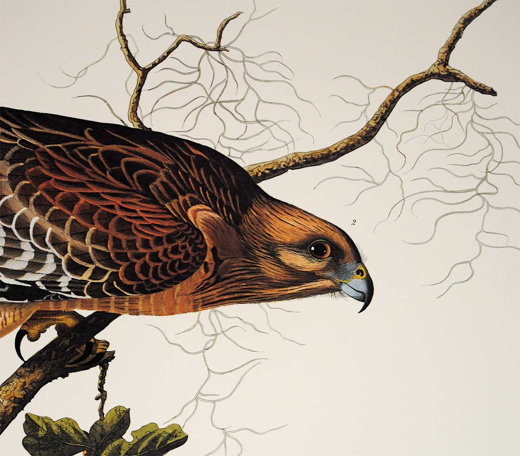 Audubon Princeton Print for sale Pl 56 Red Shouldered Hawk, detail
