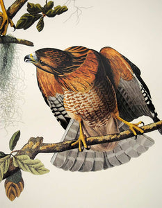 Audubon Princeton Print for sale Pl 56 Red Shouldered Hawk, detail