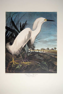 Audubon Princeton Prints for sale Pl 242 Snowy Heron or White Egret, full sheet view