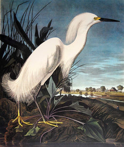Audubon Princeton Prints for sale Pl 242 Snowy Heron or White Egret, closer view