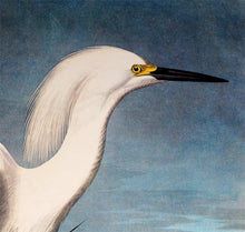 Load image into Gallery viewer, Audubon Princeton Prints for sale Pl 242 Snowy Heron or White Egret, detail