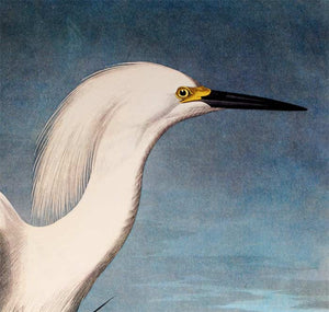 Audubon Princeton Prints for sale Pl 242 Snowy Heron or White Egret, detail