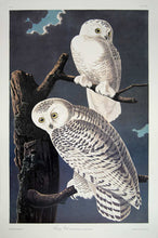 Load image into Gallery viewer, Audubon Princeton Prints for sale Pl 121 Snowy Owl, full sheet view