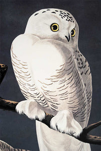 Audubon Princeton Prints for sale Pl 121 Snowy Owl, detail