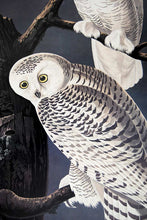 Load image into Gallery viewer, Audubon Princeton Prints for sale Pl 121 Snowy Owl, detail