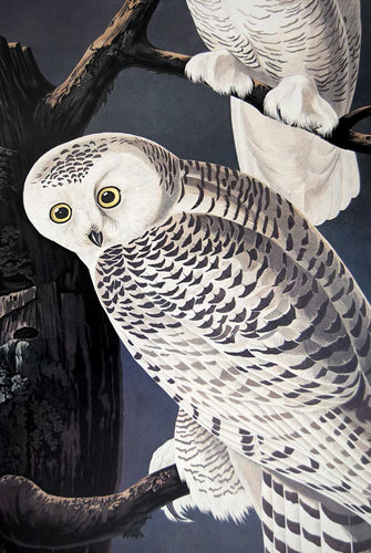 Audubon Princeton Prints for sale Pl 121 Snowy Owl, detail