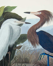 Load image into Gallery viewer, Plate 256 Purple Heron or Reddish Egret, Princeton Audubon Print
