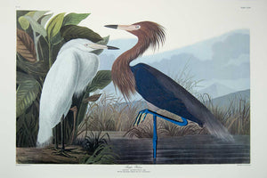 Plate 256 Purple Heron or Reddish Egret, Princeton Audubon Print