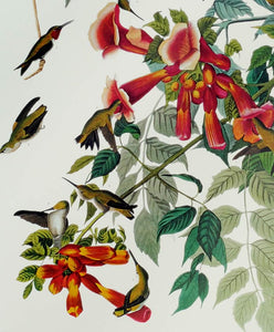 Audubon Princeton Print 47 Ruby Throated Hummingbird, detail