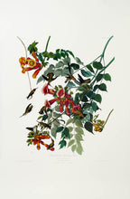 Load image into Gallery viewer, Audubon Princeton Print 47 Ruby Throated Hummingbird, full sheet
