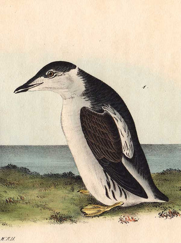 Detail of Slender Billed Guillemot by Audubon