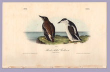 Load image into Gallery viewer, Slender Billed Guillemot by J. Audubon from Birds of America, Royal Octavo First Edition