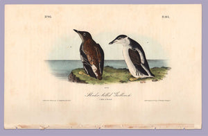 Slender Billed Guillemot by J. Audubon from Birds of America, Royal Octavo First Edition