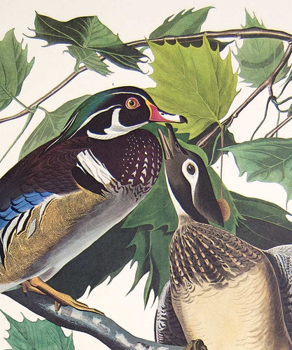 Plate 206 Summer or Wood Duck, Princeton Audubon Print