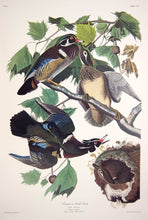 Load image into Gallery viewer, Plate 206 Summer or Wood Duck, Princeton Audubon Print