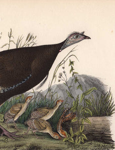 Original Audubon Octavo 1840 First Edition Print 288 Wild Turkey, detail