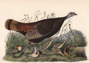 Original Audubon Octavo 1840 First Edition Print 288 Wild Turkey, detail