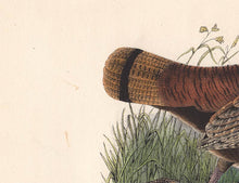 Load image into Gallery viewer, Plate 288 Wild Turkey, Original Audubon Octavo First Edition 1840