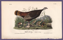 Load image into Gallery viewer, Original Audubon Octavo 1840 First Edition Print 288 Wild Turkey, full sheet