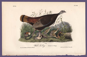 Original Audubon Octavo 1840 First Edition Print 288 Wild Turkey, full sheet
