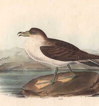 Load image into Gallery viewer, Detail of Original 1840 Octavo Plate 456 by John J Audubon