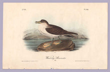 Load image into Gallery viewer, Plate 456, Wandering Shearwater by John J Audubon, 1840 Octavo Print