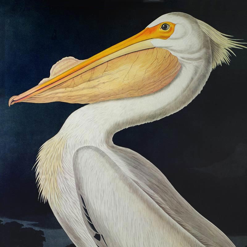 Audubon Princeton Print 311 White Pelican, detail