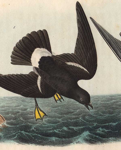 detail of Wilson's Petrel octavo print by Audubon