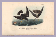 Load image into Gallery viewer, Plate 460, Wilson&#39;s Petrel from Birds of America, Royal Octavo, first edition by John J Audubon