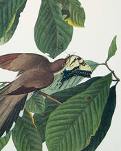 Load image into Gallery viewer, Detail of Yellow-Billed Cuckoo by John J Audubon