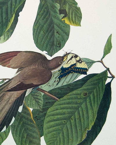 Detail of Yellow-Billed Cuckoo by John J Audubon